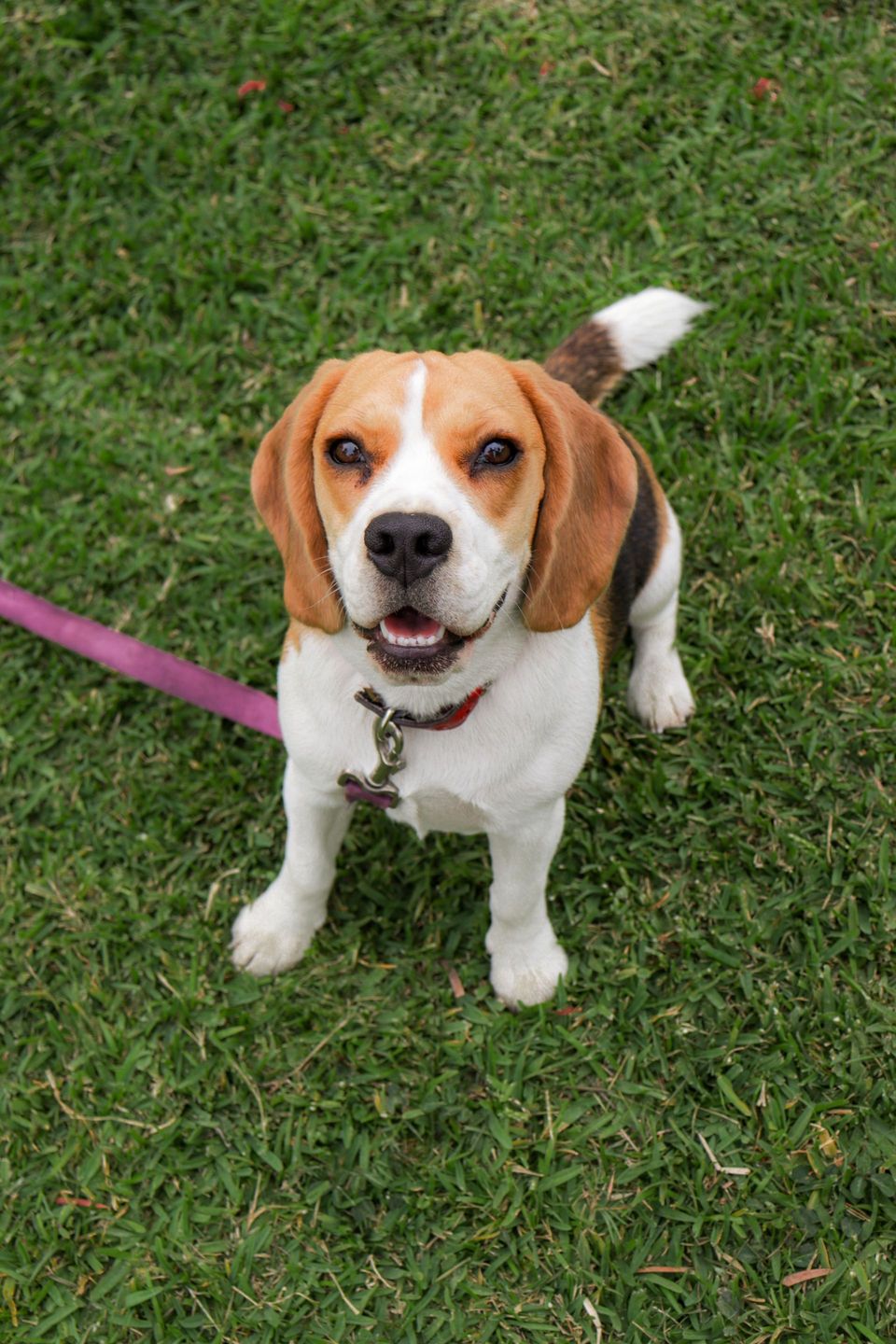 Tricolour Beagle looking up while standing on grass.