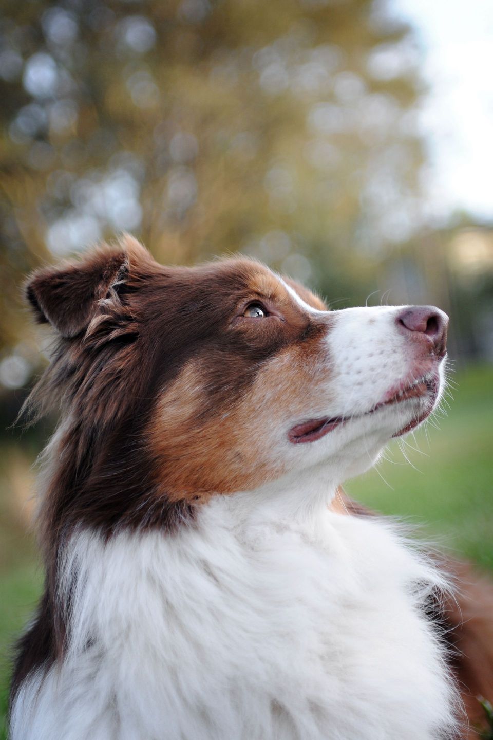 Brown and white Border Collie looking upward outdoors.