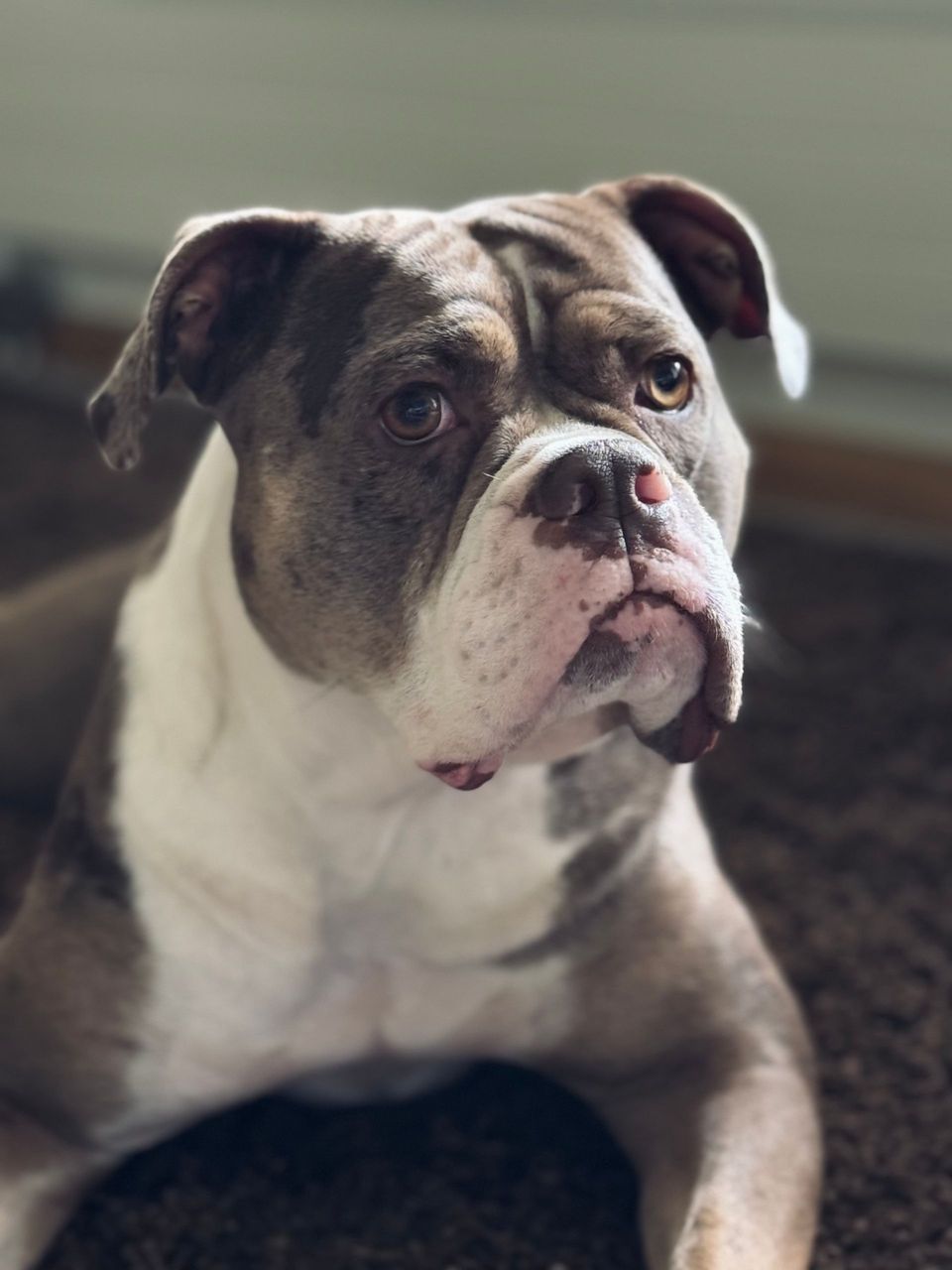 Close-up portrait of a white and brindle Bulldog.