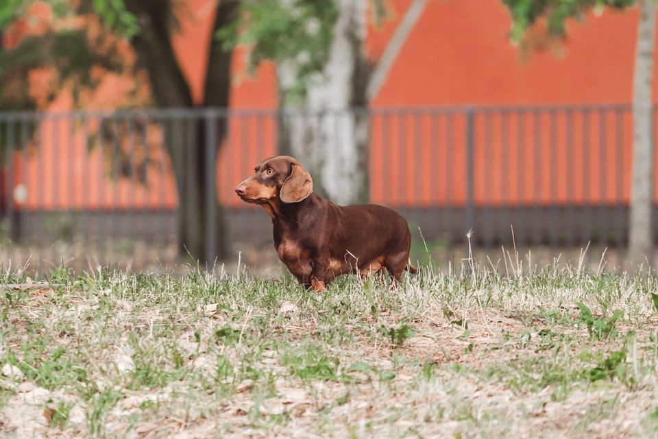 Brown smooth-haired Dachshund standing on grass.