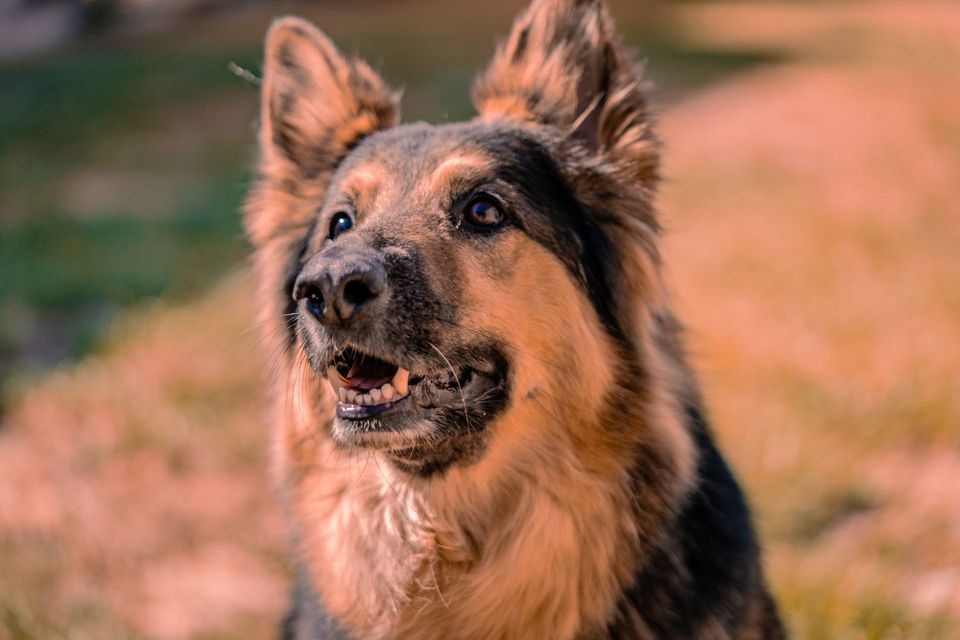 Black and tan German Shepherd looking alert outdoors.