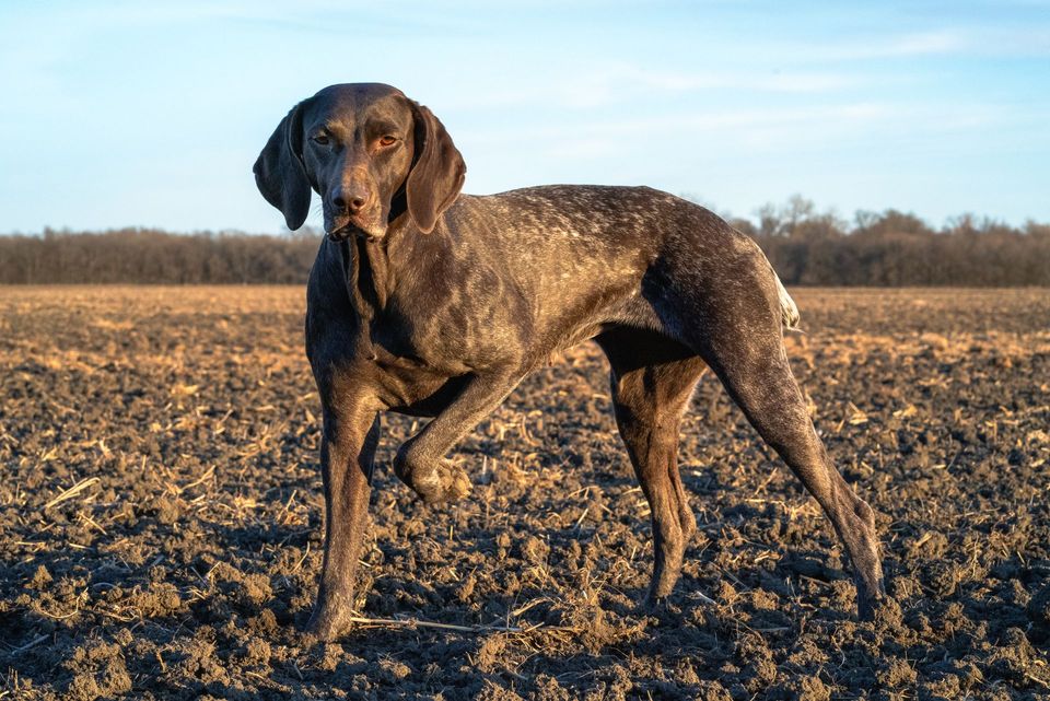 Brown and roan German Shorthaired Pointer standing in a field.