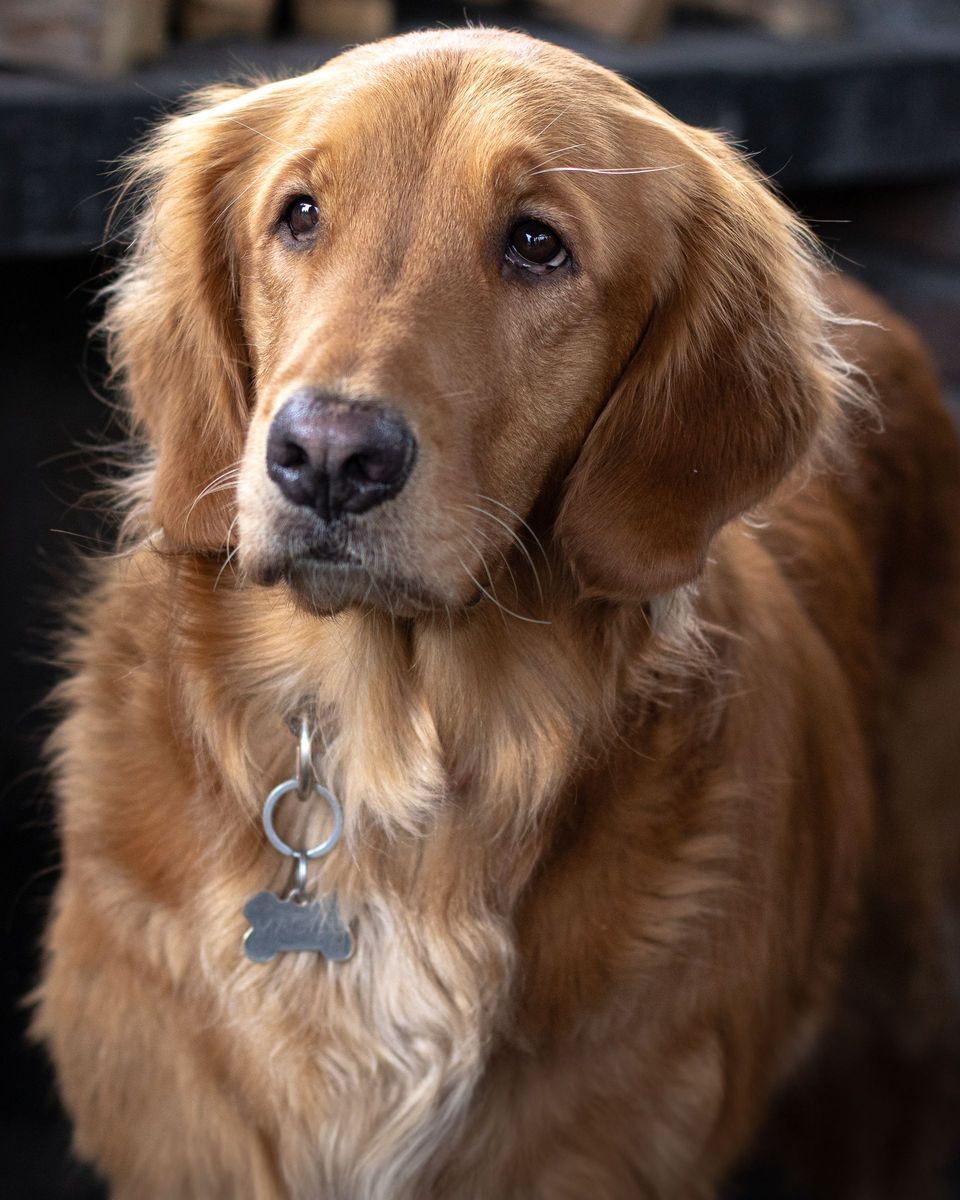 Golden Retriever portrait outdoors.