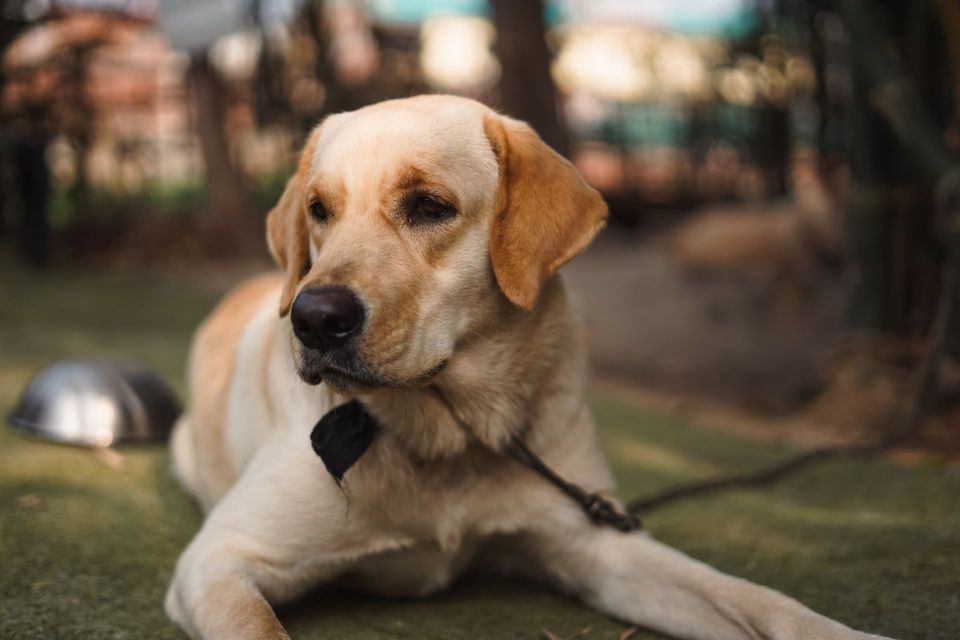 Yellow Labrador Retriever resting outdoors.