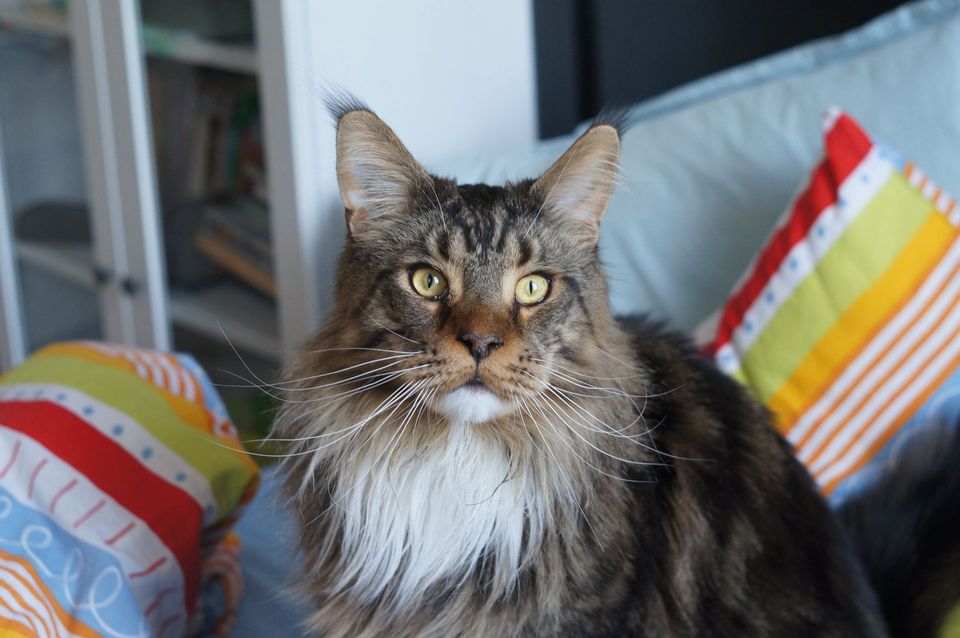 Long-haired tabby Maine Coon resting indoors beside colourful cushions.