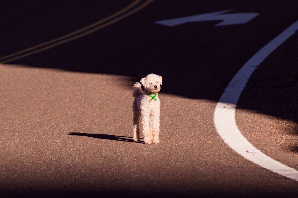 Small white Poodle standing on a sunlit road.
