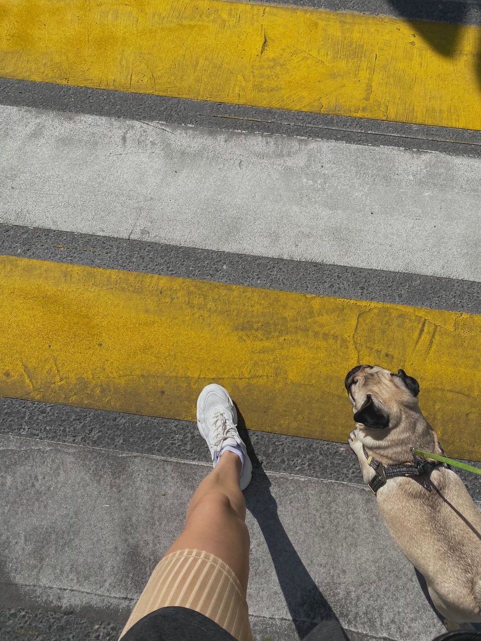 Mops sa amom hoda pored osobe preko obeleženog prelaza.