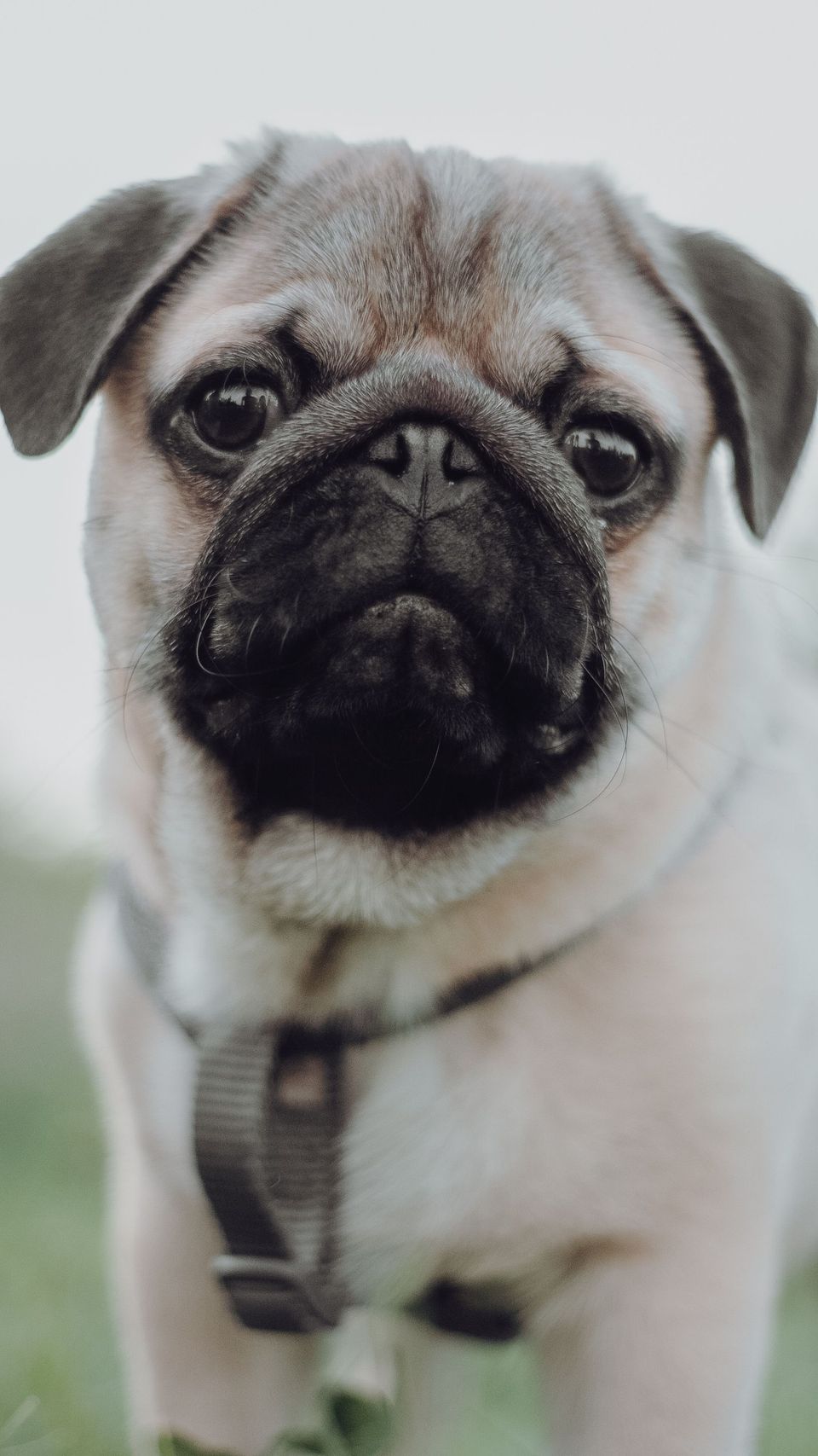 Carlino — fotografía representativa de la raza.