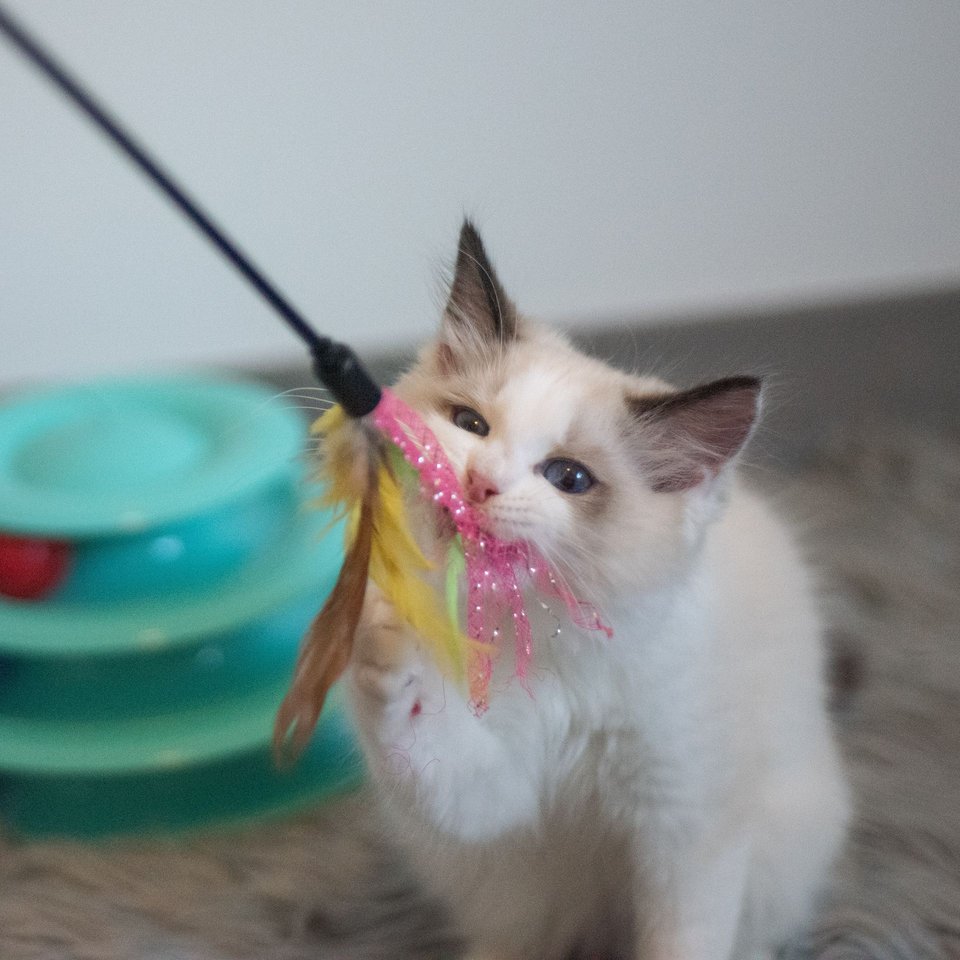 Ragdoll kitten playing with a feather toy indoors.