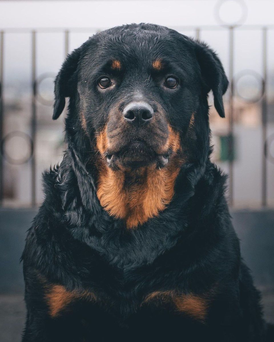 Close-up portrait of a black and tan Rottweiler.