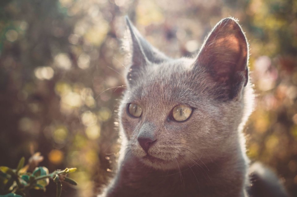 Grey-blue cat with upright ears photographed outdoors.