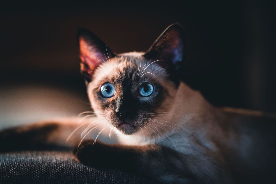 Blue-eyed Siamese cat with dark facial markings resting indoors.