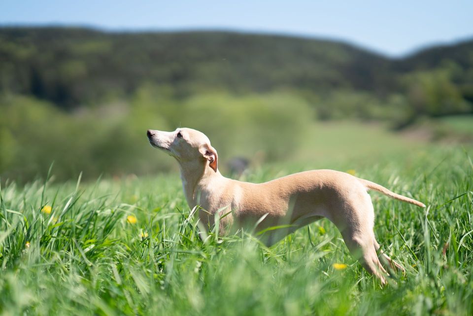Light-coloured Whippet standing in a grassy meadow.